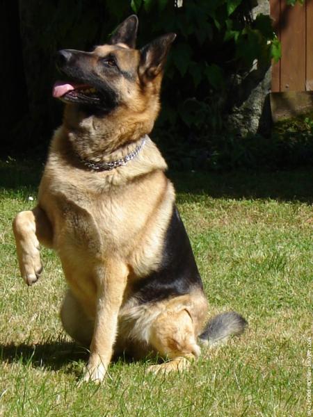 rex 